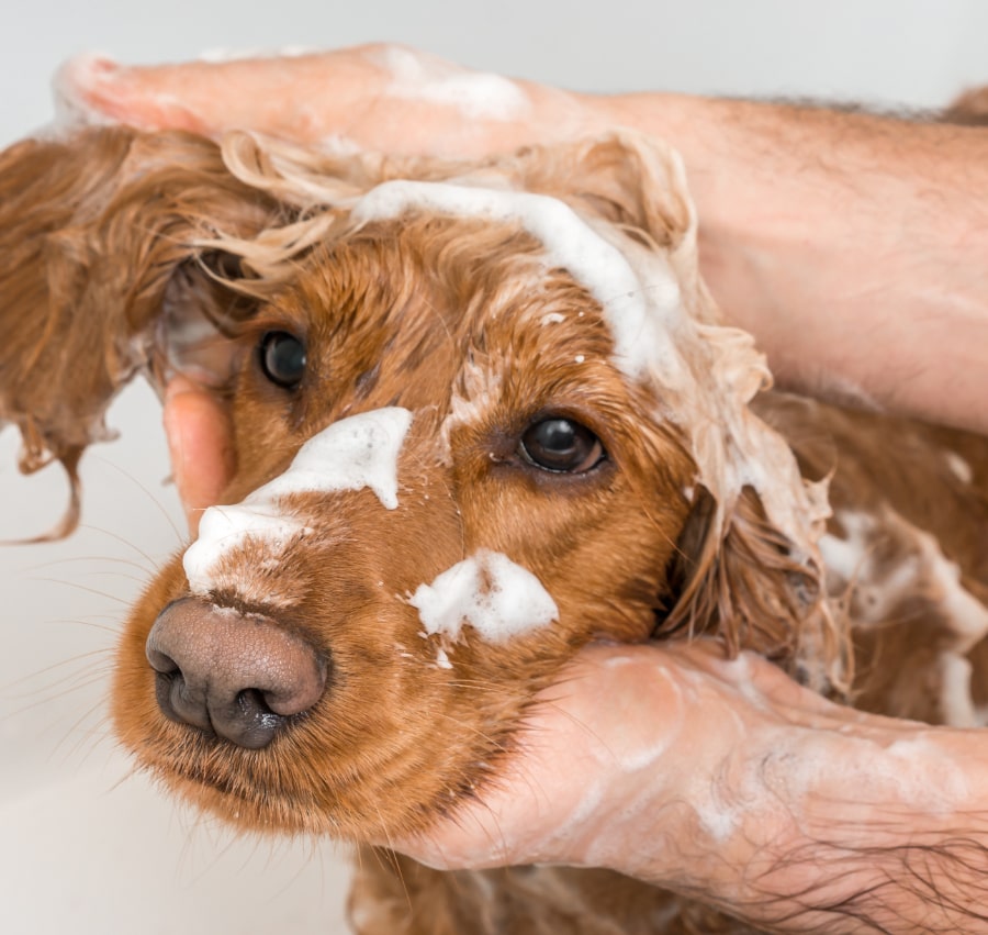Dog getting a bath.